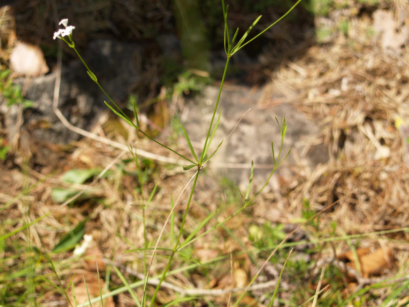 Woodruff, Dyer's plant